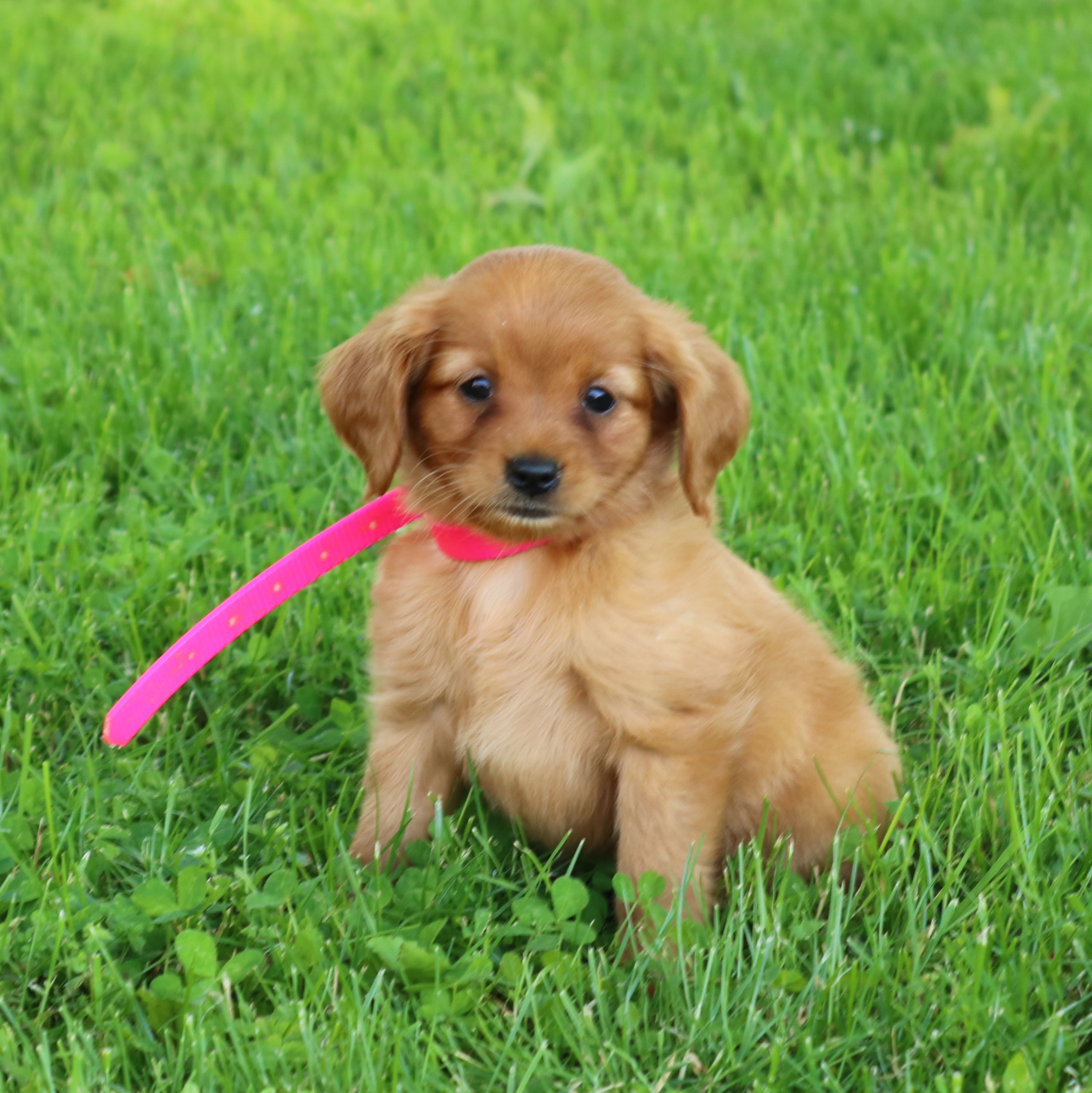 puppy, for, sale, Mini Golden Retriever, Ivan J. Stoltzfus, dog, breeder, Gordonville, PA, dog-breeder, puppy-for-sale, forsale, nearby, find, puppyfind, locator, puppylocator, aca